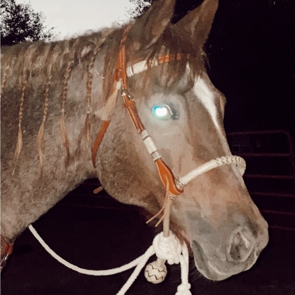 LOPING HACKAMORE - Picture 2 of 4